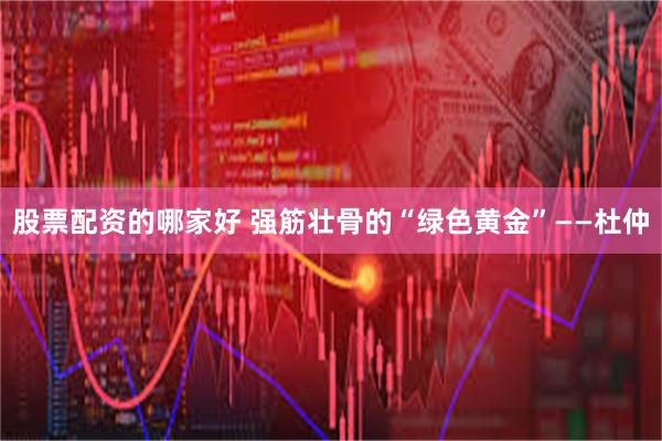 股票配资的哪家好 强筋壮骨的“绿色黄金”——杜仲